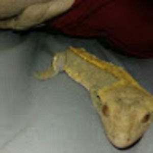 Meet your Posher, Chantel